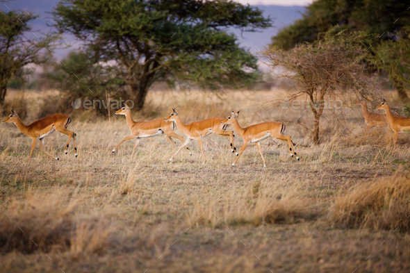 Gazelles running in Serengeti
