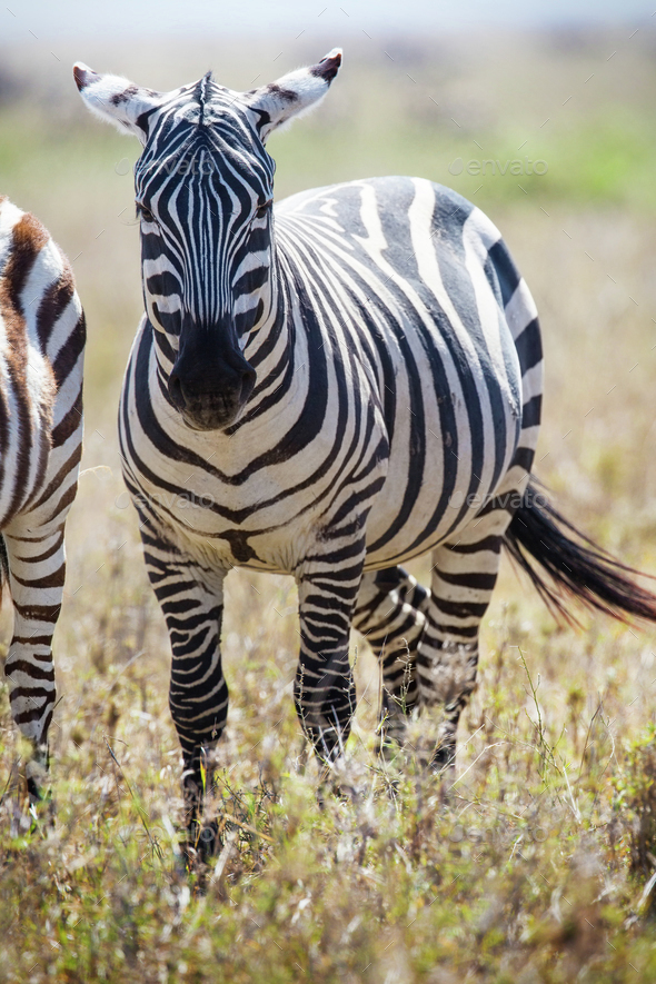 Zebra in Serengeti Tanzania Stock Photo by kjekol | PhotoDune
