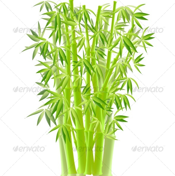 VECTOR ILLUSTRATION OF BAMBOO - Flowers & Plants Nature