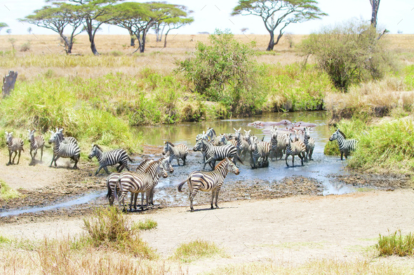 Zebras drinks water in Serengeti - Stock Photo - Images