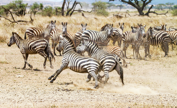 Two zebras fighting at the plains of Serengeti - Stock Photo - Images