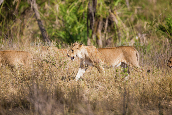 Pride of lions walking in Africa