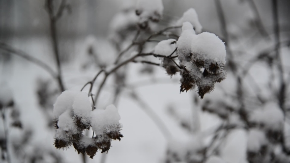 Weeds Covered  Snow During a Blizzard