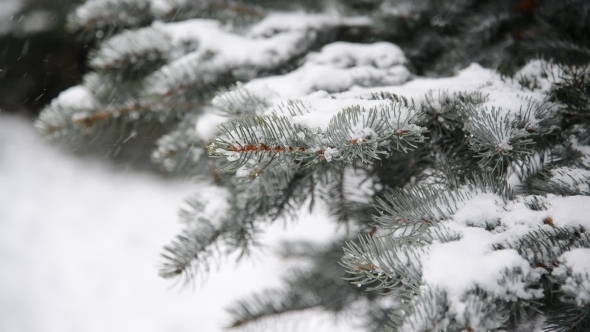 Branches of Spruce in  Snow at  Park During a Snowstorm