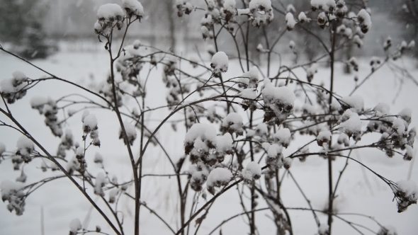 Weeds Covered  Snow During a Blizzard