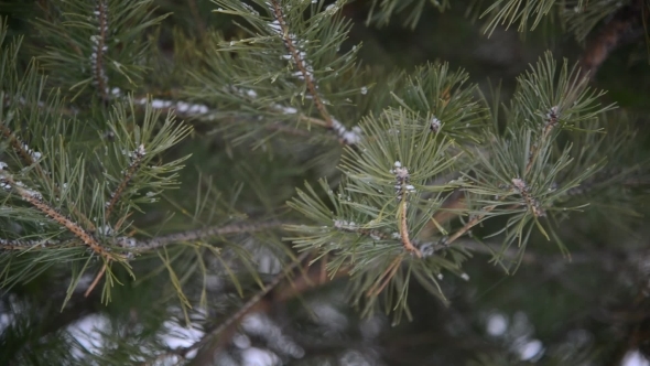 Branches Of Pinein  Snow At  Park During a Snowstorm
