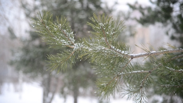 Branches Of Pine in Snow At Park During a Snowstorm