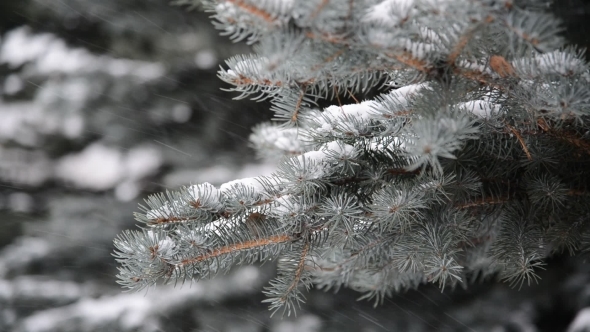 Branches of Spruce in  Snow At  Park During a Snowstorm