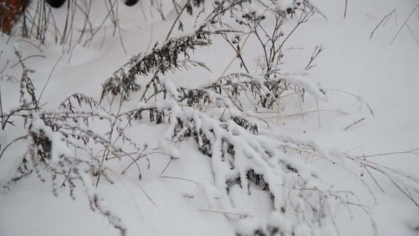 Field Grass in  Winter During a Blizzard