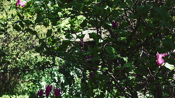 Magnolia Flowers alt