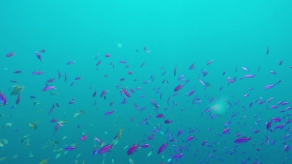 Coral Reef And Tropical Fish. alt