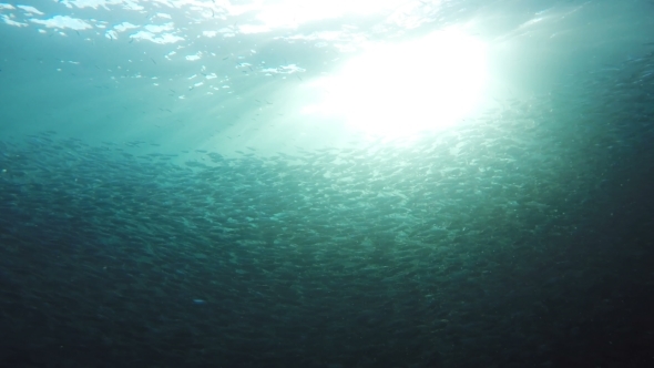 Coral Reef And Tropical Fish. alt