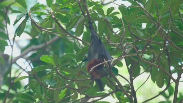 Flying Fox Hangs On a Tree Branch And Washes alt