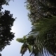 Tropical Forest, Palm Trees In Sunlight - VideoHive Item for Sale
