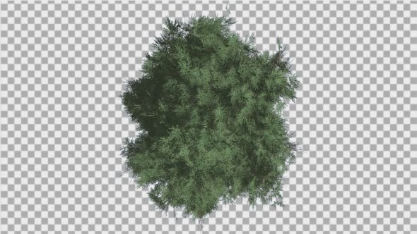 Cedar Top Down Eastern Red Cedar Strong Tree by zmei116 | VideoHive