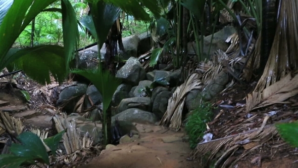 Vallée De Mai Palm Forest In Praslin alt