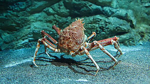 Japanese Spider Crab alt