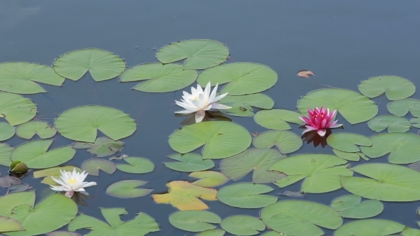 Three Water Lilies On Pond alt