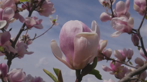 Pink Magnolia Flower Petals From Wind Shakes alt