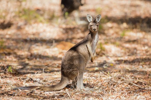 kangaroo standing up