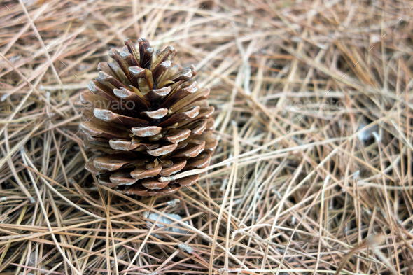 Cedar cone in dry cedar needles