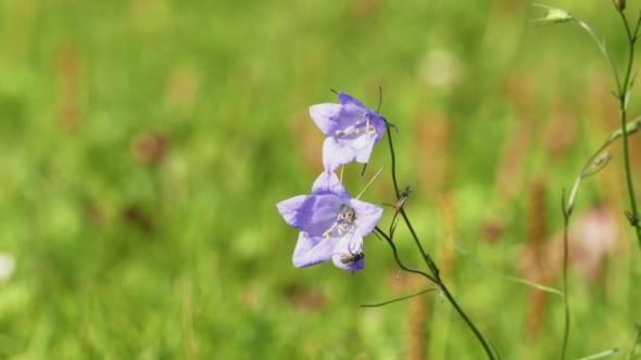 Smal Lilac Bluebell Flower on a Meadow