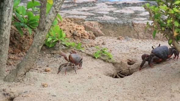 Land Crab Crawls Into His Hole. alt