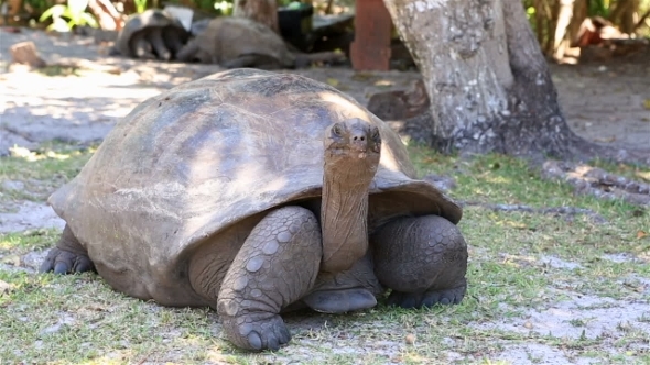 Aldabra Giant Tortoise alt