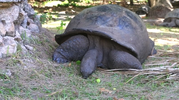 Aldabra Giant Tortoise Eats Grass. alt