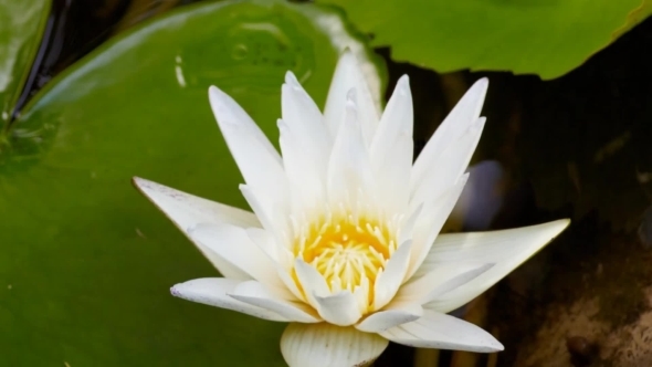 Opening Lotus