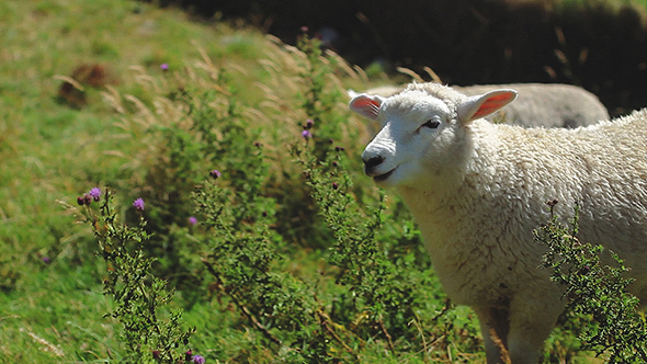 Lamb Chewing on Grass