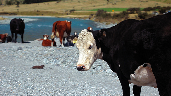 Cows By A Glacier River