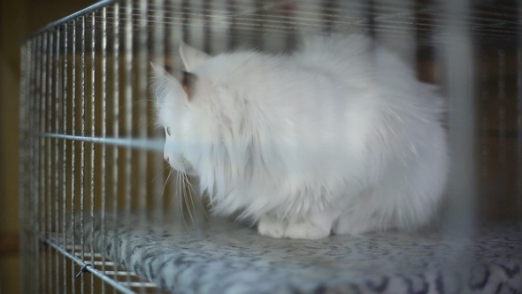 Animal Shelter, Cats Waiting for Their New Owners alt