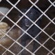 Animal Shelter, Dogs Waiting for Their New Owners Animal Shelter, Dogs Waiting for Their New Owners - VideoHive Item for Sale
