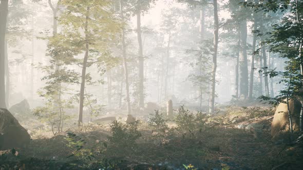 Panorama of Green Forest at Cold Foggy Morning alt