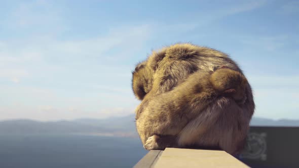 Closeup of a Barbary Macaque caring and nursing a sleeping infant at the top of the Gibraltar rock. alt