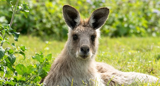 Australian Wildlife