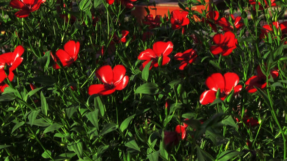 Red Flowers Decorative Linen alt