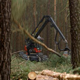 Harvester Felling Machine Lumber a Pine Tree Harvester Felling Machine Lumber a Pine Tree - VideoHive Item for Sale