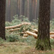 Freshly Felled Forest with single Piles of Logs Freshly Felled Forest with single Piles of Logs - VideoHive Item for Sale