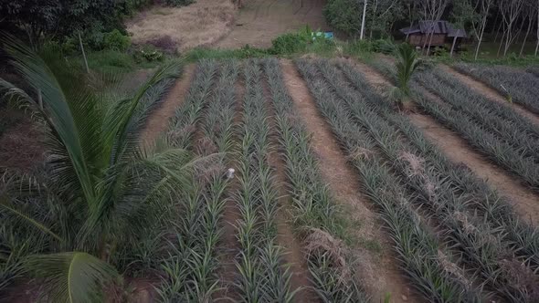 Flying Over Pineapple Farm With Growing Crops In Rural Phuket, Thailand. aerial alt