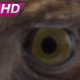 Golden Eagle Examines Area - VideoHive Item for Sale