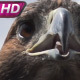 Golden Eagle in the Sun - VideoHive Item for Sale