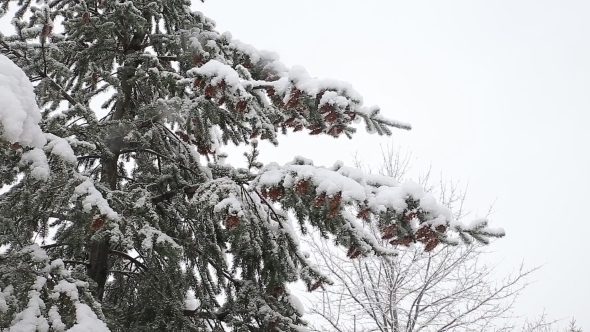 Spruce Tree With Many Cones In a Snowstorm alt
