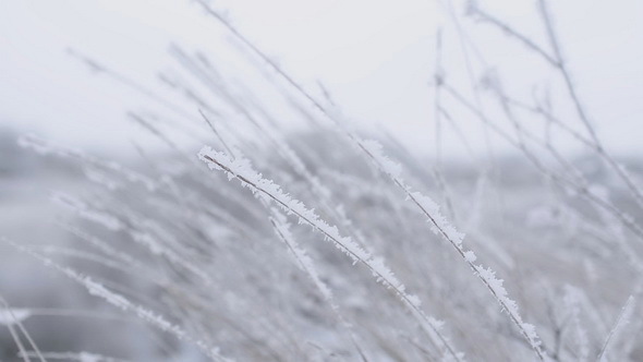 Frozen Grass at Winter Day
