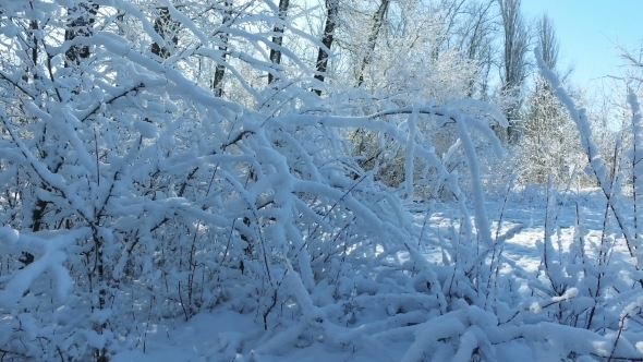 Walking In Winter Snow Forest  alt