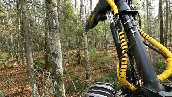 Forestry. View Of Logger Cuts Tree In Forest