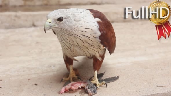 Bird Falcon Eating Fish