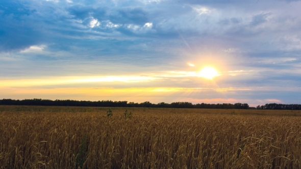 Wheat Field At Sunset