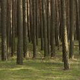 Slow Uniform Driving through a Summer Pine Forest Slow Uniform Driving through a Summer Pine Forest - VideoHive Item for Sale